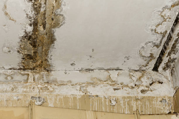 Best Environmental Consulting for Mold Prevention  in Daniel, UT